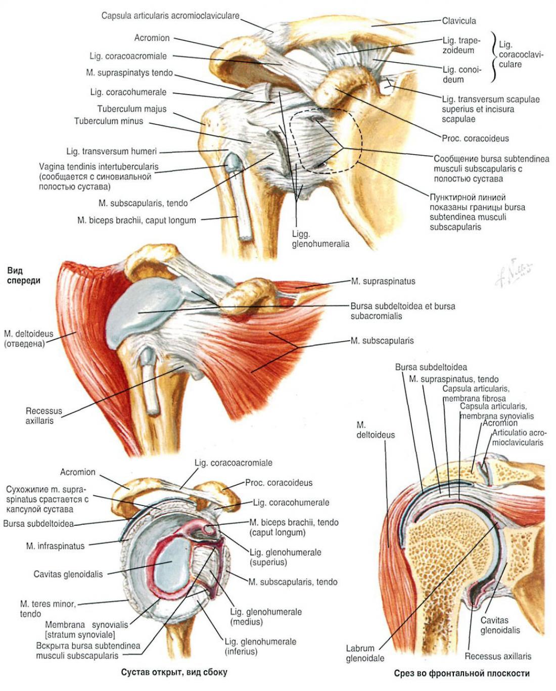 istoric medical osteocondroza genunchiului dureri de articulații și durere ce să accepte